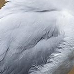 204A0874 Mouette rieuse